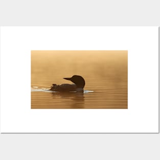 Common loon in morning light Posters and Art